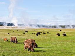 [한 컷 세계여행] 펑펑 치솟는 온천 앞의 한가로운 들소 떼… 세계 최초 국립공원의 일상
