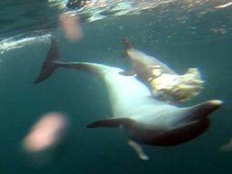 [한컷플러스+] 죽은 자식 떠나보내지 못해 등에 업고 다니는 <strong>제주</strong> 남방큰<strong>돌고래</strong>의 모정