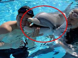 코로나의 역설?…진짜보다 더 진짜 같은 ‘로봇 돌고래’ 등장