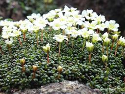 산꼭대기로 내쫓긴 빙하기 꼬마 나무 더는 갈 곳이 없다