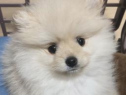 반려견을 키우면서 후회하는 것 BEST 3