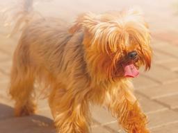 "강아지가 쓰러졌어요" 열사병 원인과 증상은?