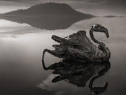 말라비틀어진 채 물 위에 떠 있는 홍학… 붉은 호수의 비밀은