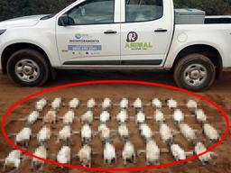 “인간이 또 미안해”…펭귄 70마리, 낚시 그물에 걸려 떼죽음