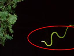 나무 사이를 ‘비행’하는 ‘하늘 나는 <strong>뱀</strong>’의 비밀