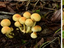 장마철 야생<strong>버섯</strong> 함부로 먹었다간 큰일