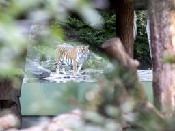 취리히 동물원 사육사 호랑이에게 공격 받아 사망, 더 참혹한 이유