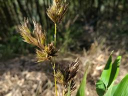 일생에 한번 보기 힘든 신비로운 대나무 꽃 '활짝'