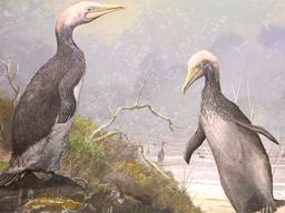 사람보다 큰 거대 고대 펭귄… 지구 북반구에도 살았다