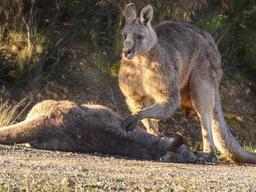 로드킬 당한 아내와 아기 <strong>캥거루</strong> 지키는 아빠 <strong>캥거루</strong>의 눈물
