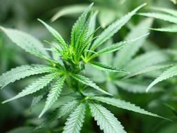 경북에서는 <strong>대마초</strong>가 합법?…'의료용 대마' 산업화 추진