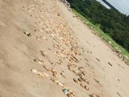 아닌 밤중에 ‘돼지족발’…中 해안에 다른 장기와 함께 수만개 떠내려와 쌓여