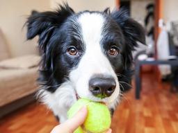 개가 보는 세상은 과연 <strong>흑백</strong>일까