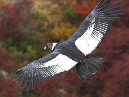 거대 새 안데스 콘도르, 날갯짓 없이도 160㎞ 비행하는 비결