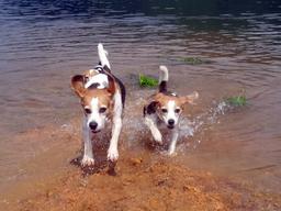 “뛰어라 비글아, 우리 이제 자유다”