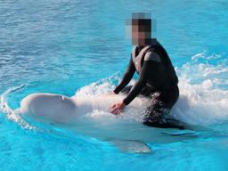 "<strong>거제</strong>씨월드 폐쇄" vs "오염된 바다 더 위험" 돌고래 놓고 시끌