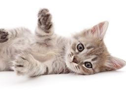 6개월 된 우리 냥이, 사람으로 치면 몇살일까?