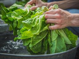 바로 먹으면 안돼요, 건강한 식사를 위한 식품별 올바른 <strong>세척</strong>법