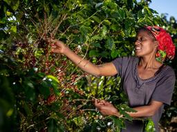 "다시 희망을 찾았어요' <strong>네스프레소</strong>가 전하는 커피 농부들의 이야기