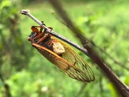 [사이언스샷] 17년만에 찾아온 <strong>매미</strong>, 알고보니 좀비!