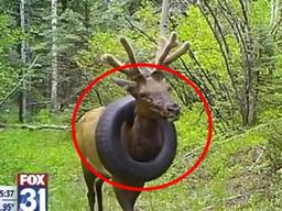 인간이 또…1년 넘게 타이어에 목 끼인 채 사는 사슴 포착