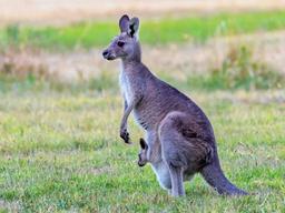 불혹의 <strong>캥거루</strong>들 ‘홀로서기 어렵네’