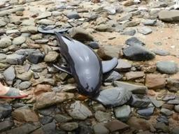 <strong>갯벌</strong> 헐떡이던 상괭이 구조…사람들 주위 맴돌다 바다로