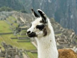 [<strong>사이언스</strong>샷] 라마 항체 뿌려 코로나 잡는다