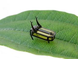 [사이언스샷] 알코올 향기에 힘이 솟는 딱정벌레 로봇