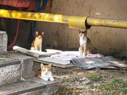 “특명! 길냥이를 구해라” <strong>재개발</strong> 현장 고양이 구호작전