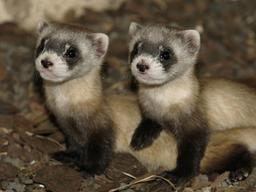 코로나19에 가장 취약한 동물은 누구?