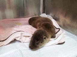 포항 계곡서 '탈진'…시민 신고로 구조된 생후 2개월 수달