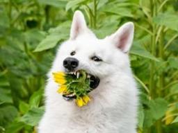 꽃밭 인생사진 남기려다 굴욕사진 남은 댕댕이들..`꽃을 왜 먹니?`