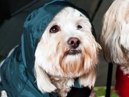 비 오는 날 산책하기 힘들 때 실내 배변 방법은