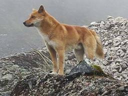 야생서 멸종한 줄 알았는데…뉴기니 ‘노래하는 개’ 살아있었다