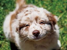 사회화의 이유-즐거움과 여유를 아는 개로 살기