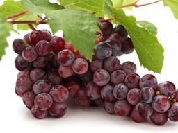 <strong>외국산</strong>보다 항산화물질 많은 '홍주씨들리스', 본격 출하