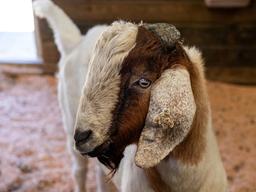 다른 수컷의 정자 만드는 ‘대리부’가 등장했다