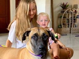 개 농장서 구조돼 해외로 간 도사견들은 잘 살고 있을까