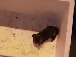 꽉 묶인 쓰레기 봉투에서 살아있는 <strong>새끼 고양이</strong>가?