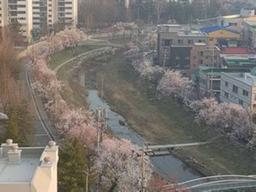 청주 숨은 명소 ‘살구나무거리’에 무슨일이