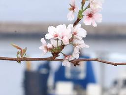 ★벌써 등장★ 가을에 <strong>만개</strong>해버린 <strong>벚꽃</strong>…그럼 내년엔 <strong>벚꽃</strong> 못 봄?