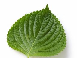 ‘꽃가루 알레르기에 좋은 한국산 깻잎’ 일본 기능성식품 <strong>제도</strong> 등록