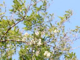 "니가 왜 거기서 나와"…때아닌 봄꽃 만개한 포항