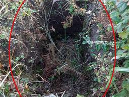 하루아침에 파헤쳐진 <strong>묘지</strong>, 사라진 조상 유골…도대체 누가?