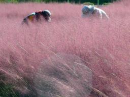 예쁘다고 좋아했는데…'<strong>핑크뮬리</strong>' 실체에 깜짝