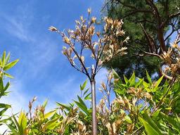 평생 한 번 보기 힘든 '대나무꽃'...<strong>강릉</strong> 오죽헌에서 '활짝'