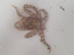 “<strong>희귀</strong> 문어 낚았다”…알고보니 청산가리 10배 독성 문어