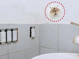 <strong>공중화장실</strong> 지킴이 '하트벌레' 전투력 제로?우습게 보지마세요