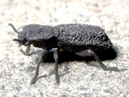 [사이언스샷] 자동차 바퀴에 깔려도 끄떡없는 철갑딱정벌레